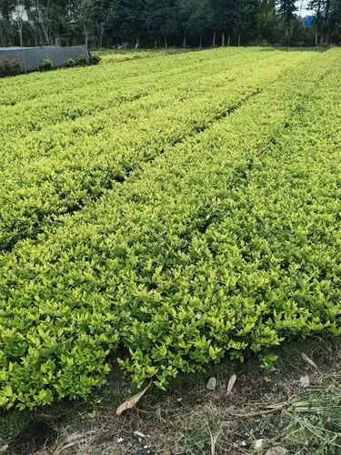 绿化工程硫酸亚铁含量要求